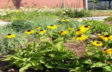 GROUND COVER